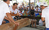Concurso de lenhador encerra festa alemã  (Divulgação/Prefeitura de Domingos Martins)