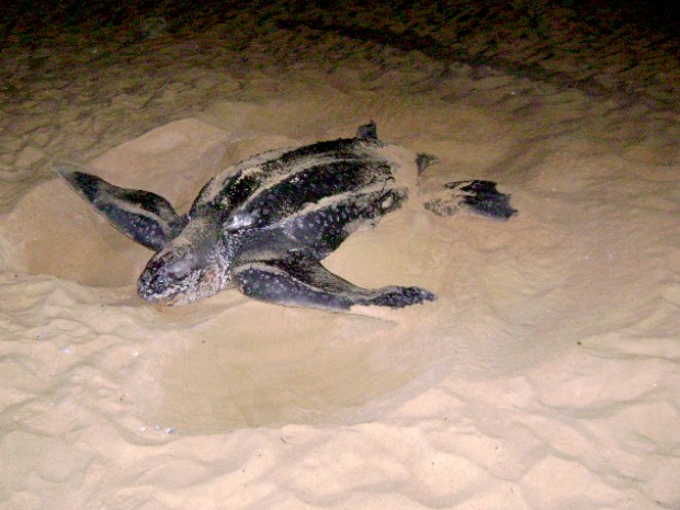 Durante 2h o animal tentou concluir o processo na praia de Vila Velha.  (Foto: Divulgação/Polícia Ambiental)