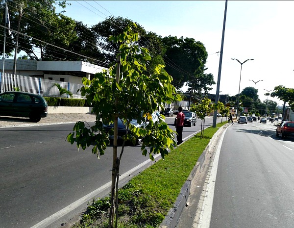 Projeto de arborização objetiva alcançar canteiros centrais de 42 corredores viários de Manaus. (Foto: Divulgação/Semmas)