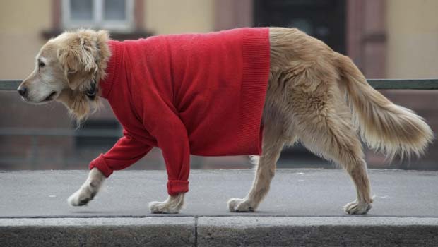 Cão enfrenta o frio na cidade francesa de Estrasburgo (Foto: AP)