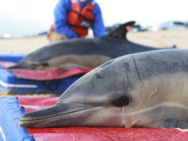 Desde o começo do ano, 129 golfinhos ficaram encalhados no Nordeste dos EUA por motivos desconhecidos. O número preocupa ambientalistas. (Foto: IFAW/Handout/Reuters)