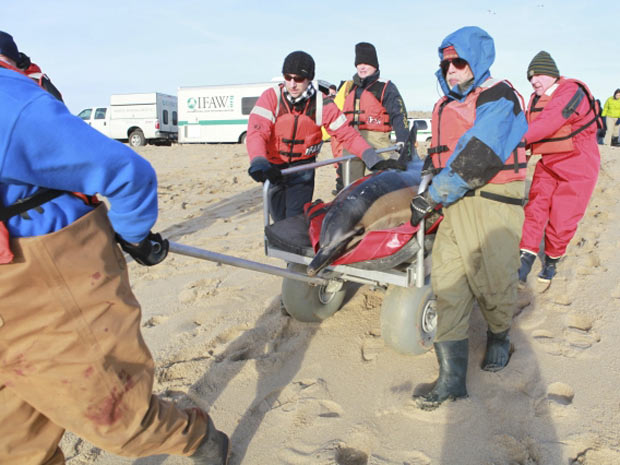 Membros da organização ambiental IFAW, dos Estados Unidos, trabalham no resgate de golfinhos encontrados encalhados na região de Provincetown, em Massachussets, em janeiro deste ano. (Foto: IFAW/Handout/Reuters)