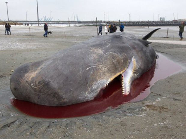 baleia-cachalote encontrada morta em praia da Bélgica (Foto: Kurt Desplenter/AFP)