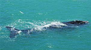 Navios no norte do Atlântico causam estresse em baleias. (Foto: BBC)