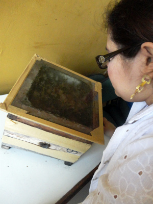Alunos desenvolvem projetos com abelhas (Foto: Leonor Souza)