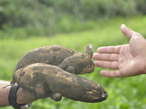 Estudo da batata-doce em MT já dura 3 anos (Foto: Vívian Lessa/G1-MT)