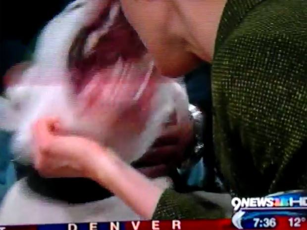 Cão mordeu rosto da apresentadora Kyle Dyer. (Foto: Reprodução)