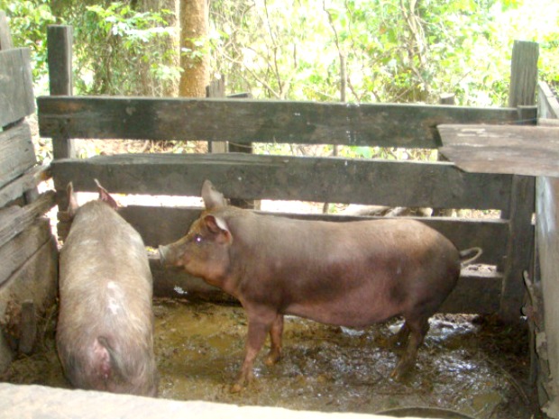 PMA multa dona de chácara por criação de porcos sem licença ambiental (Foto: Divulgação:PMA/MS)