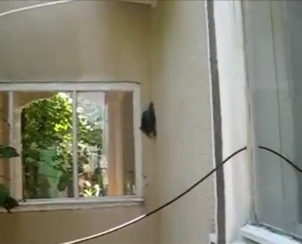 Vídeo mostra uma tartaruga escalando parede de casa. (Foto: Reprodução)