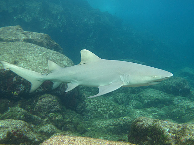 Tubarão limão na Praia do Sancho (Foto: Leonardo Veras / Museu do Tubarão)