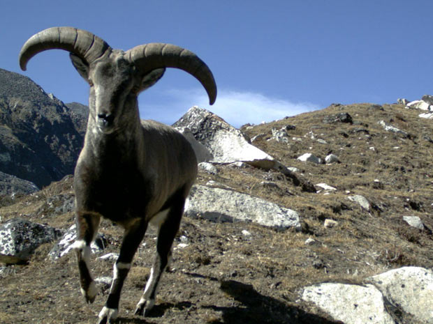 Apesar de ser conhecido popularmente como ovelha azul (Psedois nayaur), este animal não é uma ovelha e se assemelha mais com a cabra. Ele é presa do leopardo-da-neve. (Foto: Divulgação / Governo Real de Butão (DoFPS) e WWF)