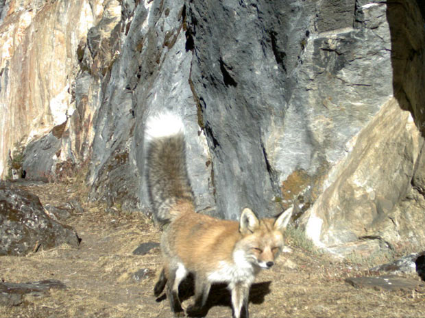 A raposa vermelha (Vulpes vulpes) é facilmente reconhecida pelo cor de seus pelos (Foto: Divulgação / Governo Real de Butão (DoFPS) e WWF)