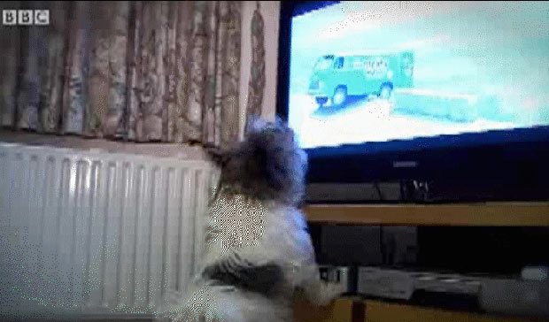 Comercial para cachorros estreia na TV britânica (Foto: BBC)