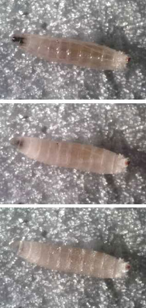 Imagens mostram congelamento gradual das larvas da mosca da fruta, de -1ºC até -4ºC (Foto: Divulgação)