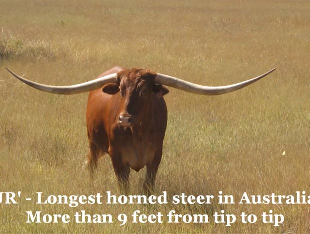 Chifres do touro chamado 'JR' medem 2,76 metros de comprimento. (Foto: Reprodução)
