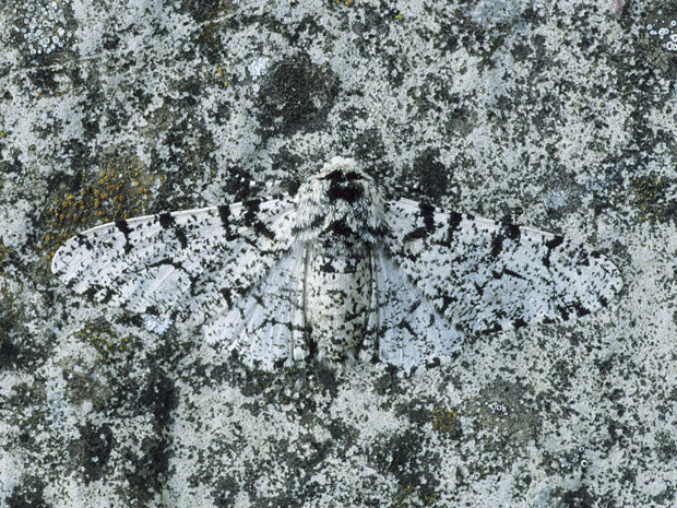 Esta espécie de mariposa, comum em zonas temperadas, se enconde em rochas com tom parecido ao seu (Foto: Caters/BBC)