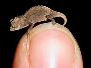 Camaleão minúsculo vivia em ilha de calcário (Foto: Frank Glaw/PlosONE/Creative Commons)