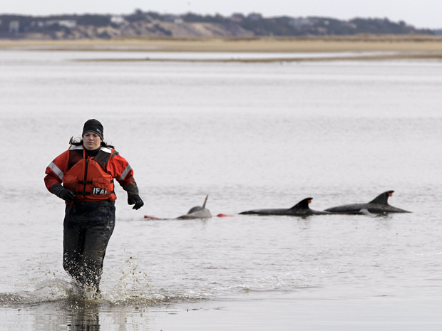 Golfinhos são atendidos por equipe de resgate em Cabo Cod, nos EUA. (Foto: AP Photo)