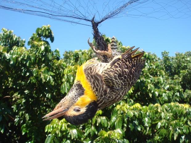 Pássaro morreu após ficar preso na rede de captura (Foto: Divulgação / Polícia Ambiental de Rio Preto)
