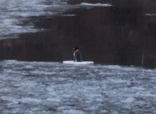 Polícia de Heidelberg fez operação para salvar pinguim, mas descobriu animal de pelúcia. (Foto: Reprodução)