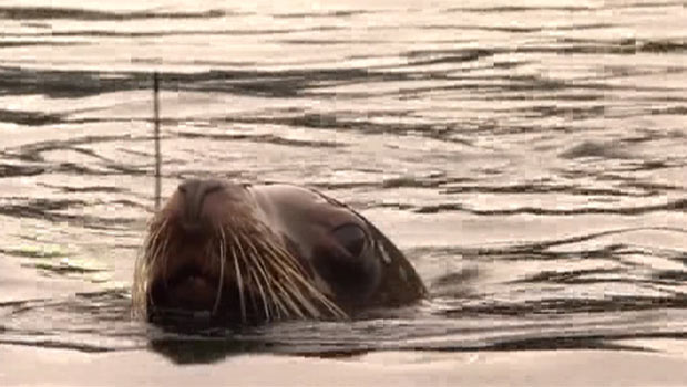 Câmera acoplada em leão-marinho tenta ajudar a preservar espécie (Foto: BBC)