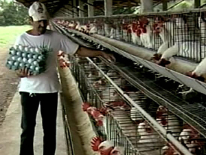Avicultores do Centro-Oeste estão otimistas com preço do ovo (Foto: Reprodução/TV Integração)