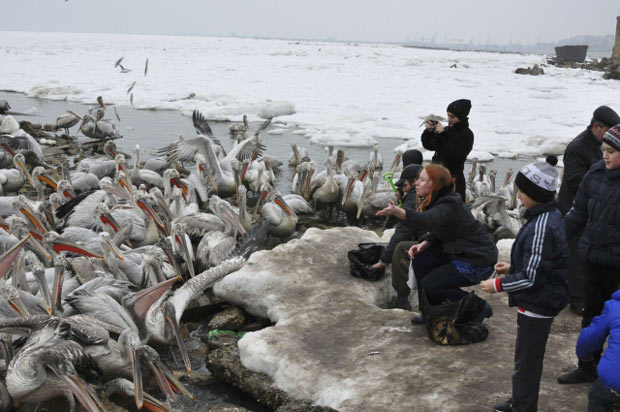 Centenas de pelicanos-crespo apareceram (Foto: Sergei Rasulov/NewsTeam/Handout /Reuters)