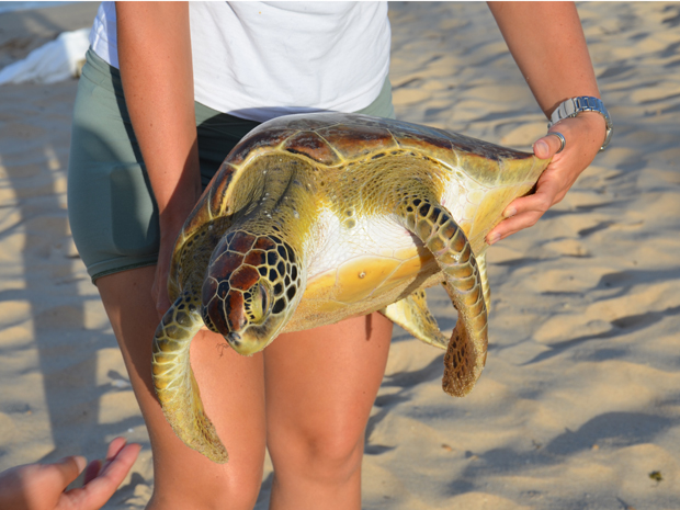 Tartaruga é achada morta na praia de Cabo Branco (Foto: Walter Paparazzo/G1 PB)