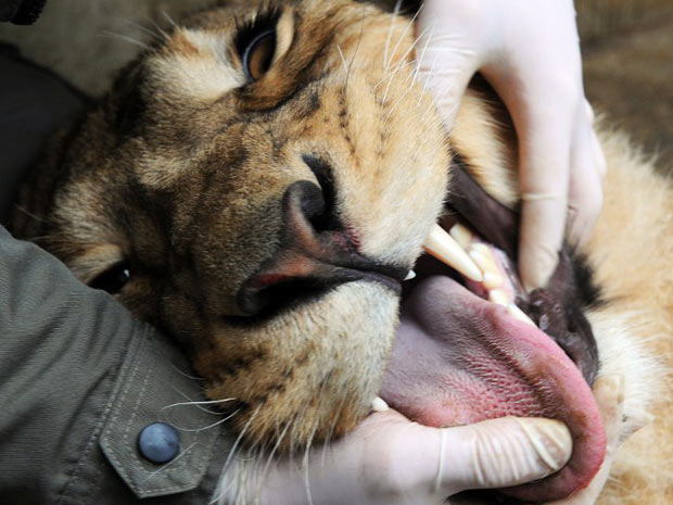 Os exames foram realizados porque as duas leoas do zoológico francês serão transferidas para Dublin no final de março. (Foto: AFP Photo / Sebastien Bozon)