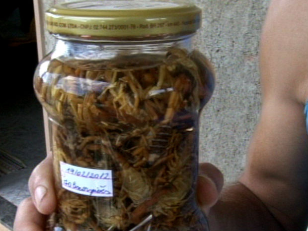 Moradore guarda mais de 200 escorpiões que apareceram em sua casa (Foto: Reprodução/TV Gazeta)