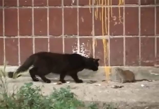 Rato encara gato de frente e faz o 'predador' fugir. (Foto: Reprodução)