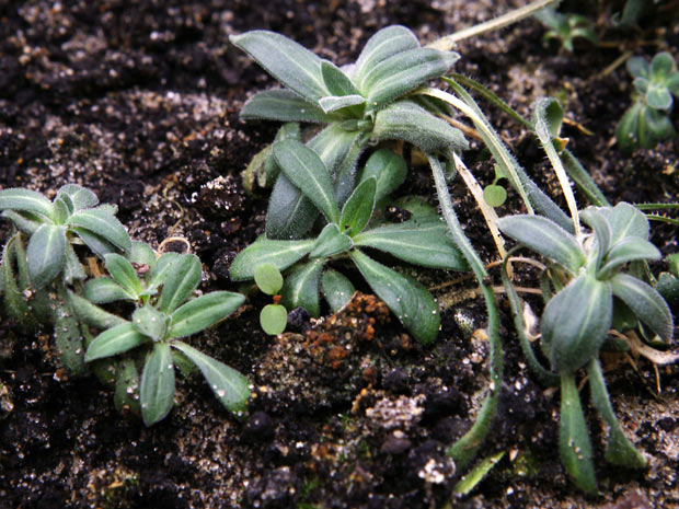 Cientistas cultivam planta com sementes de 30 mil anos (Denis Sinyakov / Reuters)