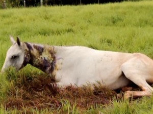 Cavalo atacado por onça (Foto: Reprodução /TVCA)