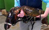 Mulher pesca lagosta 
 de 12,2 kg e 1 metro  (AP)