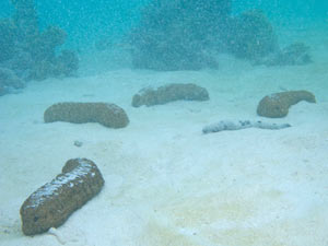 Pepinos do mar podem ajudar a evitar impactos negativos das mudanças climáticas nos corais (Foto: Divulgação / Universidade de Sidney)