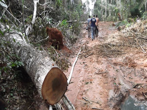 Extração ilegal de madeira ocorreu em Nova Maringá (Foto: Assessoria/Polícia Civil)