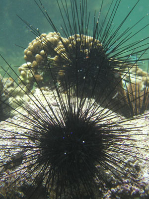 'Diadema setosum', espécie de ouriço do mar (Foto: Jennifer O'Leary/Divulgação)