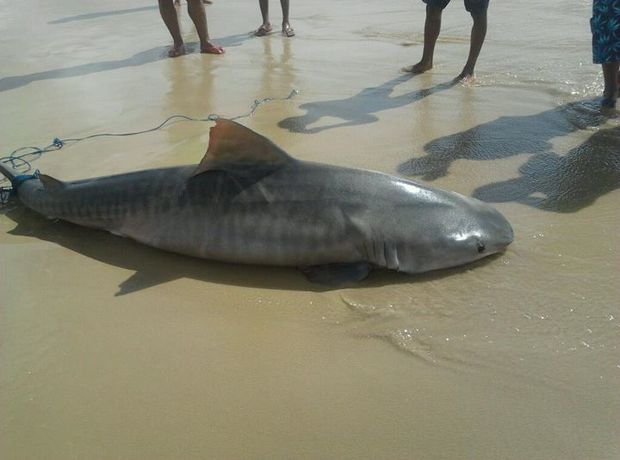Tibarão-tigre foi encontrado por pescadores na Praia do Abaís em Estância (SE) (Foto: Divulgação)