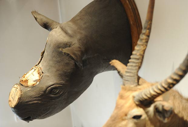 Polícia alemã investiga roubo de chifres de rinoceronte de museu
