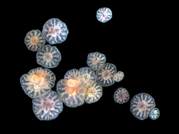 Fragmentos dão origem a clones de embriões de corais. (Foto: Heyward &amp; Negri / Science)