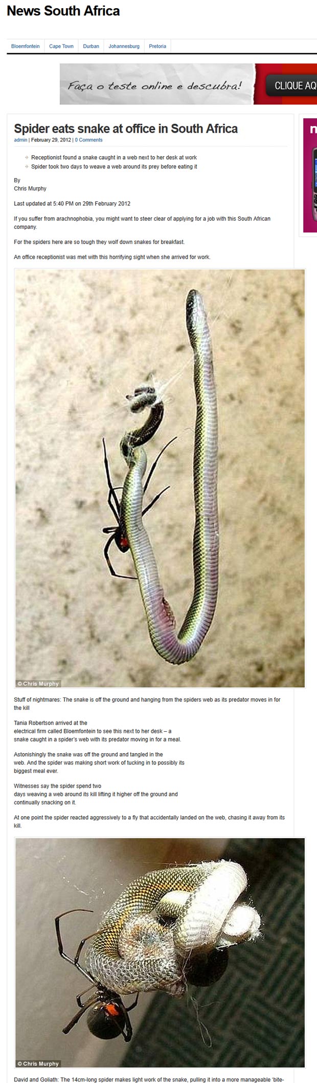 Recepcionista flagra aranha devorando cobra na África do Sul