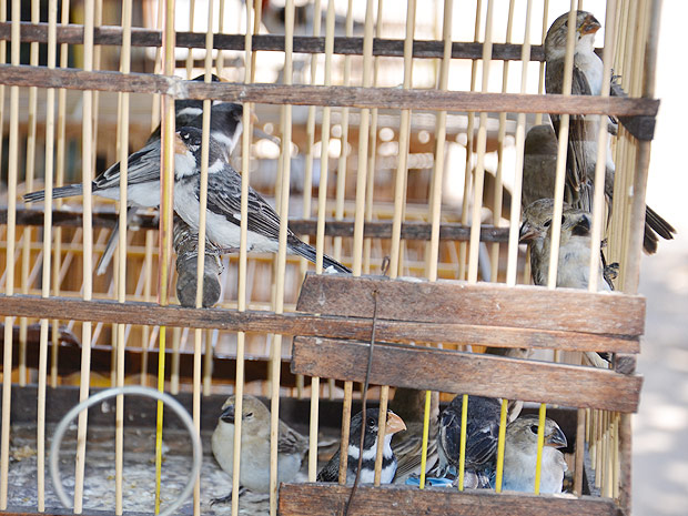 Polícia Ambiental apreende 45 aves silvestres em feira da Paraíba (Foto: Walter Paparazzo/G1 PB)