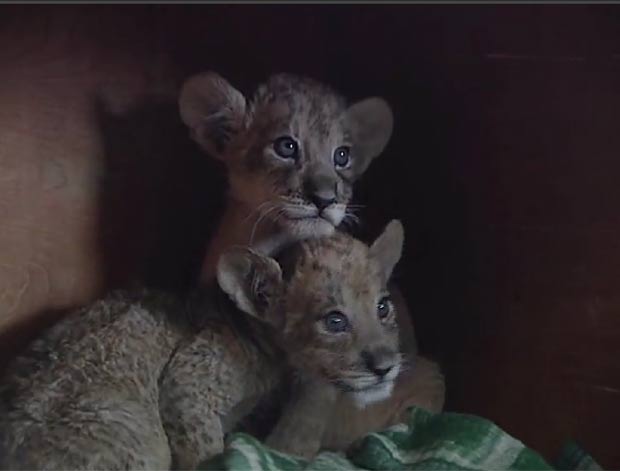 Leoa deu à luz dois filhotes do cruzamento com um tigre e um filhote puro-sangue de leão. (Foto: Reprodução/CCTV)