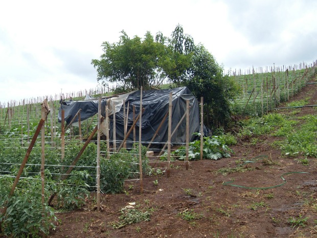Trabalhadores moraram em meio a plantação de tomate (Foto: SRTE/ divulgação)