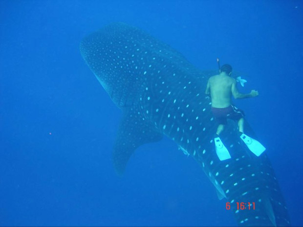 Pesquisador nada com tubarão-baleia nas proximidades de São Pedro e São Paulo (Foto: Divulgação)