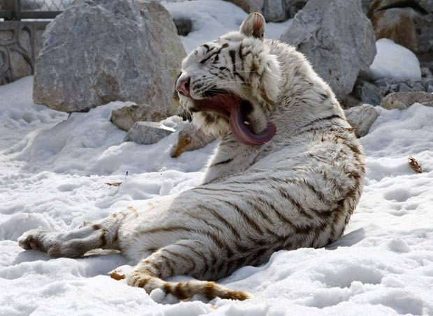 Um tigre de bengala deixou toda a língua à mostra após um bocejo no dia 23 de fevereiro no jardim zoológico de Belgrado, na Sérvia. (Foto: Ivan Milutinovic/Reuters)