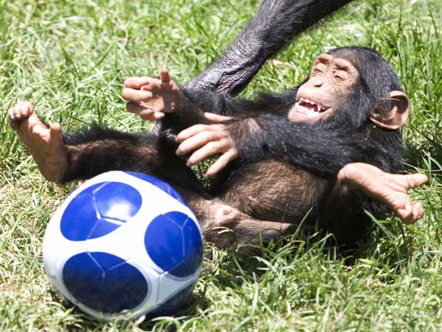Em junho de 2010, um filhote de chimpanzé foi flagrado se divertindo no zoológico de Ramat Gan, em Israel.  (Foto: AP)