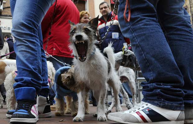 Cão é flagrado bocejando durante em evento em protesto ao abandono de animais no dia 15 de janeiro na Praça Chueca, em Madri.  (Foto: Pierre-Philippe Marcou/AFP)