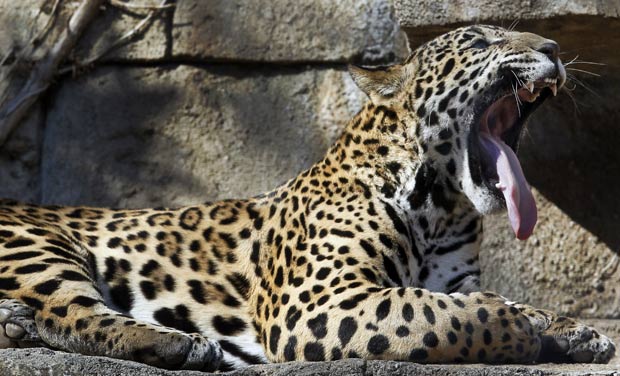 Jaguar chamado 'Lucha' boceja no jardim zoológico da Filadélfia, nos EUA. (Foto: Alex Brandon/AP)