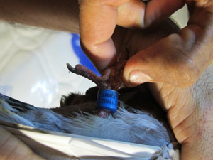 Fita de identificação mostra que o pombo-correio partiu das Ilhas Canárias (Foto: Eduardo Carvalho/Globo Natureza)